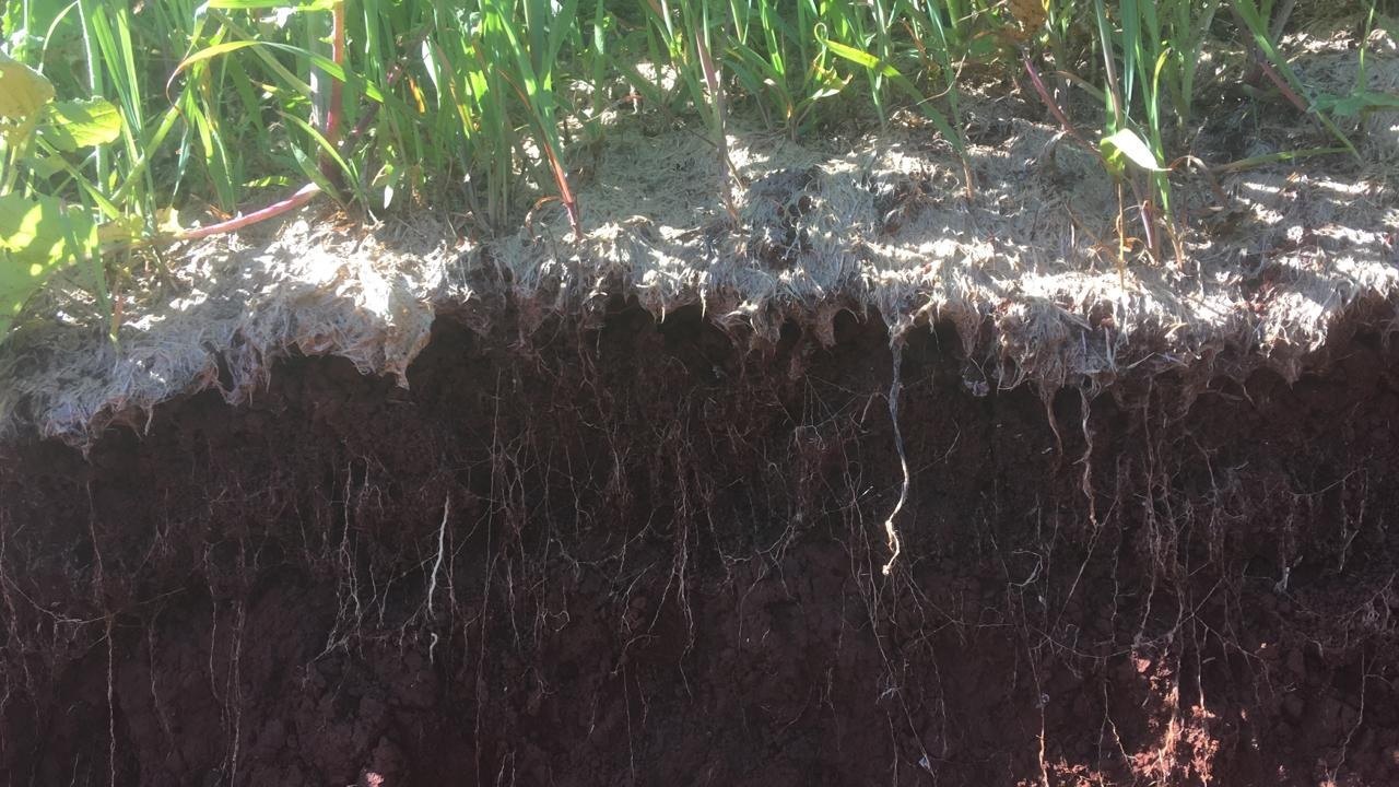 Corte de suelo que muestra el sistema radicular desarrollado bajo el hidromanto